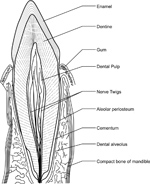 Tooth anatomy